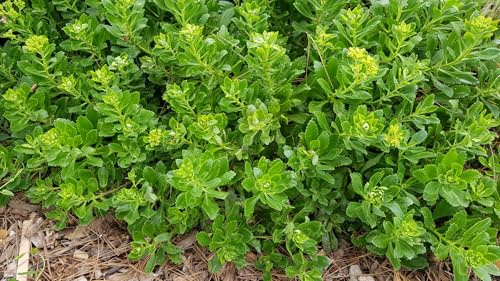 Sedum takesimense/Orpin de Takeshima/Conteneur de 2 à 2.9 litres/Succulente