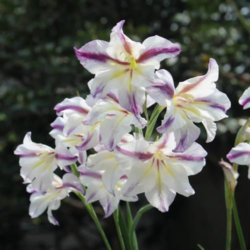 12bulbos de gladiolos temprana Cultivar jardín en un balcón raros