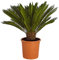 Dehner Sagopalmfarn, Cycas revoluta, palmenartige Urpflanze, 35-40 cm inkl. Pflanztopf, Ø Topf 12 cm, Zimmerpflanze