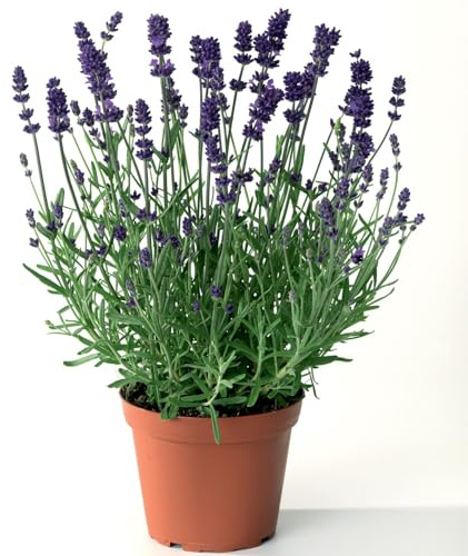 Lavanda (Lavandula angustifolia) 1 Piantina in Vaso | Fioritura Estiva Profumata, Sempreverde, Perenne Aromatica, Facile da Coltivare, Ideale per Giardino e Terrazzi, Vaso, Aromaterapia