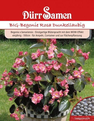 Dürr Samen 1095 BIG-Begonie Rosa Dunkellaubig (Begoniensamen)