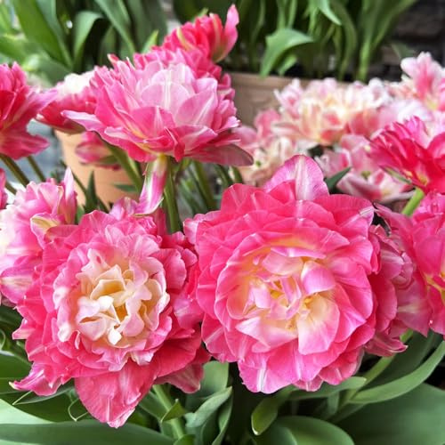 Bombilla de tulipán perennes resistentes,Decoración de oficina,decoración de jardín para exteriores.8pcs