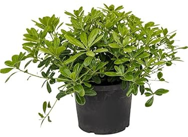 Pittosporum Natural Árbol Fácil de Cuidar - Planta Arbustiva - Exterior
