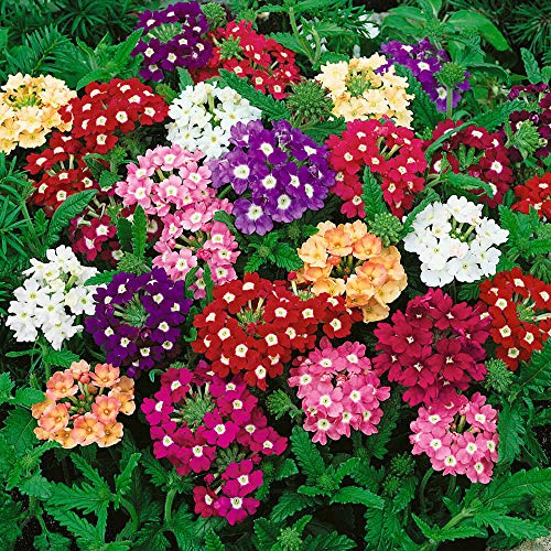 Planta para Jardín Verbena Hybrida Planta Tapizante con Flores