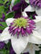 Ponak Neue 50pcs Clematis Blumensamen Weiß Lila