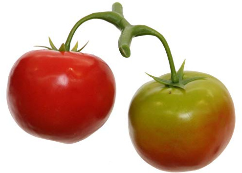 Floratexx Künstliche TOMATENRISPE x 2. Eine Rispe mit 2 Tomaten. Dekogemüse. 1 x Tomate rot + 1 x Tomate grün. 32005 01