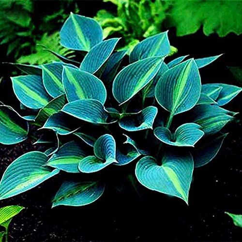 Rotyroya 200 piezas de semillas de hosta plantaginea de colores mezclados, planta de decoración de bonsái de plátano fragante Azul