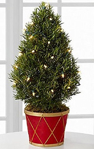 Herbe ancestrale ROMARIN Rosmarinus officinalis GRAINES Culinaire Paquet de 100 graines