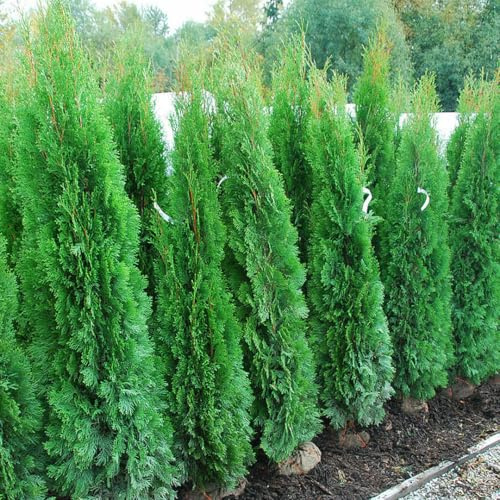 Tuia smeraldo Thuja occidentalis Smaragd pianta da siepe sempreverde in vaso ø28 cm h. 100/110 cm Vivaio di Castelletto