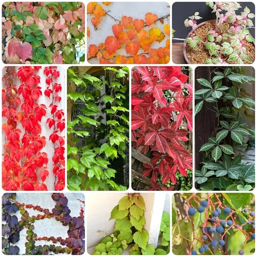 vite selvatica, vite vergine - giardino roccioso Parthenocissus tricuspidata rampicanti, interno decorazioni giardino per esterni esotico resistente rare 500semi