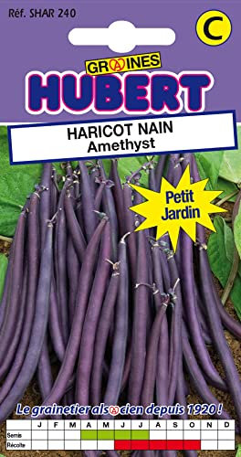 50 Graines de Haricot nain Amethyst - Format Petit Jardin