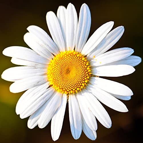 Welldales 50 Ox Eye Daisy Seeds British Wild Flower Plants to Grow UK Leucanthemum Vulgare