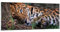 Wandbilder Dekoration Wohnzimmer Leopard Porträt Jaguar Panorama Bilder auf Glas 120x50cm Glasbild Schlafzimmer Küche Wand Kunstdruck Art Groß Wanddeko Bild im Glas Modern Wall Decor GAB120x50-4493