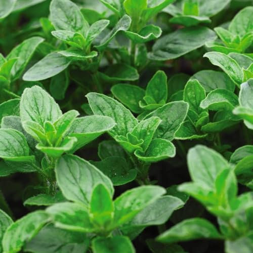 Welldales 50 Sweet Oregano Seeds UK British Marjoam Oreganum Home Growing Herbs All Year