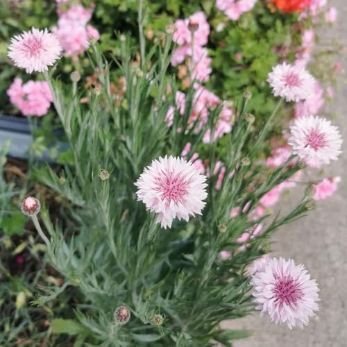 semi di fiordaliso resistente - biologici, esotiche giardino 800pcs