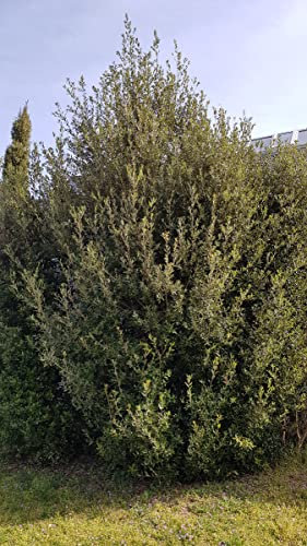 Quercus Ilex (semis) / Chêne vert/Conteneur de 7 à 10 litres/Baliveau