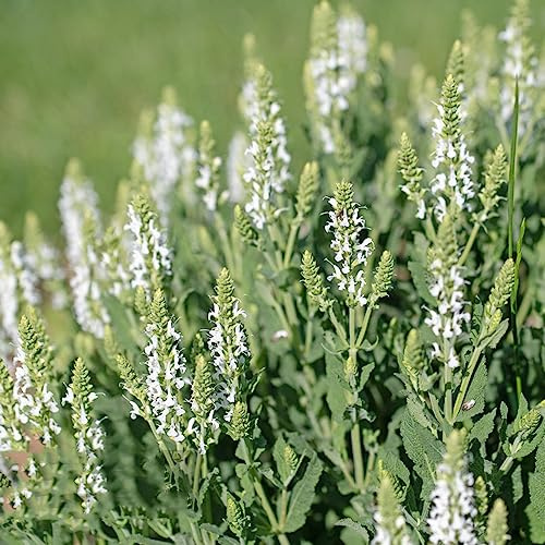 semi di salvia - serra interna decorazione del giardino esterno rampicanti raro da giardino del roccioso varietà biologiche tradizionali, da 100pcs