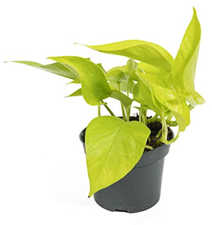Scindapsus aureum 'Golden Pothos', Efeutute, echte Zimmerpflanze grün, 12cm Topfdurchmesser, Höhe ca. 15cm, 1 Pflanze