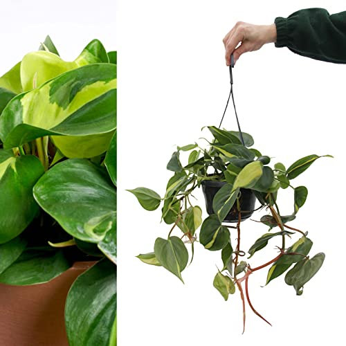 Philodendron scandens 'Brasil' Hanging Indoor Plant - Variegated Houseplant in 15cm Hanging Pot (2 Plants)
