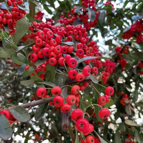 150 piezas semillas de espino de fuego, interior jardín decoración en el interior.