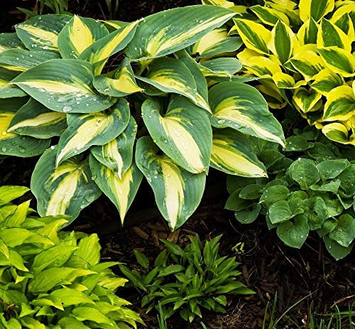 Seeds 50 sheets/beutel Hosta pflanzen samen, mehrjährige Plantain Lilie Blume Bodendecker blumensamen, kostbare hosta samen hausgarten anlage 13: Only Seeds