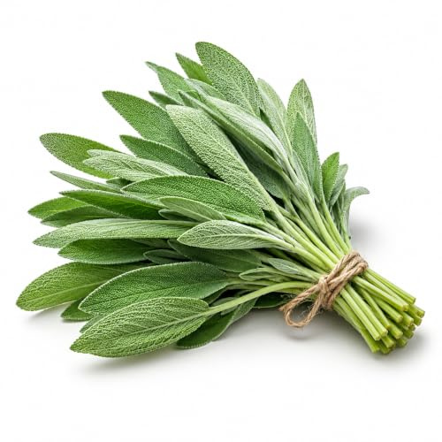 Graines de sauge Officinalis à semer | Graines aromatiques sélectionnées | Herbes à semer pour cuisine, potager et balcon