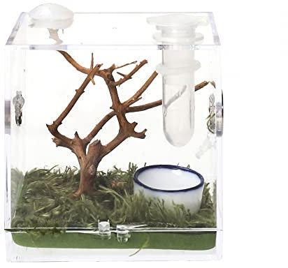 Mini Terrarium Box fur Reptilien, Spinnen Fütterungsbox, Acryl Transportbox mit Deckel für kleine springende Spinne, Eidechse, Spide, Hornfrosch, Käfer(Kein Baum enthalten)