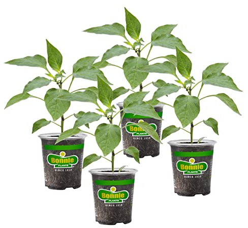Bonnie Plants Orange Snacking Pepper 19.3 oz. 4-pack