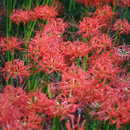 bulbi di lycoris radiata - giglio ragno, roccioso perenni decorazione esterno resistenti per giardino 3pcs