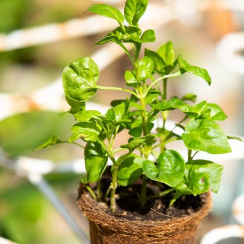 semillas de berros organicas resistentes Cobertura del suelo, berro de invierno, aromáticas 350pcs