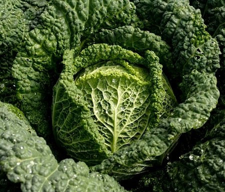 PREMIER SEEDS DIRECT - ORGANIC CABBAGE SAVOY VERTUS - 400 SEEDS