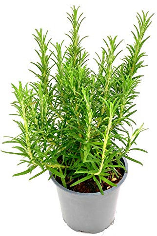Italienischer XL - Rosmarin (Rosmarius officinalis) 14cm Topf 1 stk.