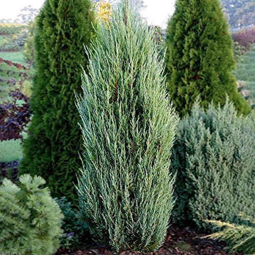 Juniperus Blue Arrow Hardy Compact Evergreen Garden Conifer Plant (20-30cm (Incl. Pot))