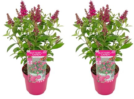 Bloomique - Set di 2 - Buddleja Butterfly Little Ruby - Albero delle farfalle - Pianta da giardino - Resistente al freddo - Alte 30-40 cm - Vaso 19 cm