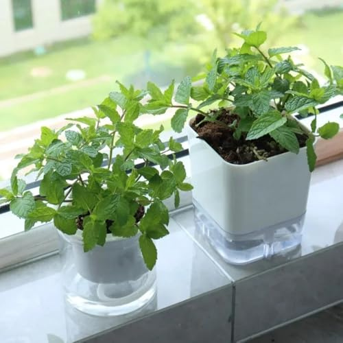 Semi di menta marocchina resistenti copertura del terreno di menta verde, giardino da interno medicinali per aiuole 1000pcs