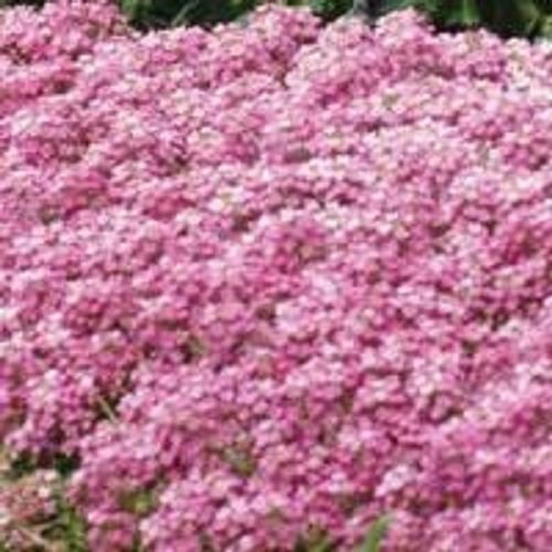 Graines De Fleurs D'Alysum Parfumées Et Roses Vivaces/Couvre-Sol Paquet De 100 Graines