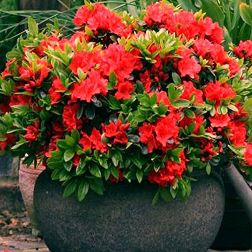 Azalée Rouge GardenersDream (1 pièce) - Plante Arbuste Rhododendron Japonais - Azalee du Japon Persistante Robuste - Plante Naturelle à Fleurs pour Jardin en Pots - Plante en Pot Résistante