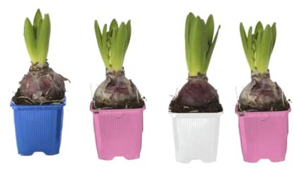 DECOALIVE Set de 4 Bulbos de Jacinto Hyacinthus Orientalis Flores de Colores