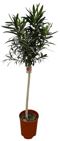 Trendyplants - Nerium Oleander auf Stiel mit roter Blüte - Höhe 180-200 cm - Gartenpflanze - Topfgröße Ø31cm