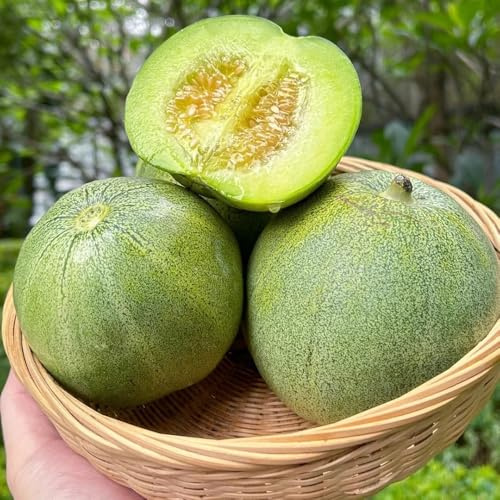 semi di melone Honeydew, cantalupo, melone rampicanti balcone colonnari sul balcone d'appartamento esotiche biologico, varietà antiche 250pcs