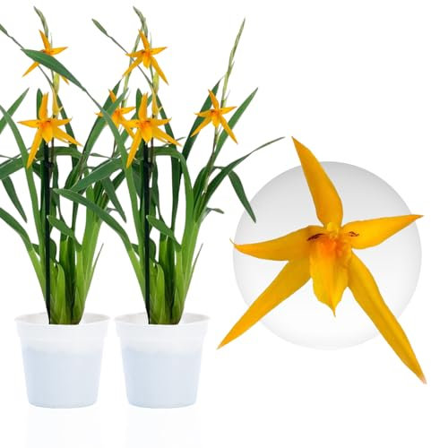 Orchidée Brassia Anita - 2 Plante Intérieur Naturelle - 30-40 cm - Avec fleurs et parfumées - Naturelle Plante de Hollande (pas de graines, non artificielle)