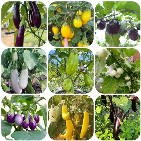 semillas de berenjena orgánicas - invernadero variedades antiguas resistentes 120pcs