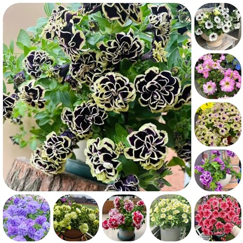 semi di petunia perenne di recisi, rampicanti resistenti di petunia sospese resistenti per il giardino selvatici, balcone, 600pcs