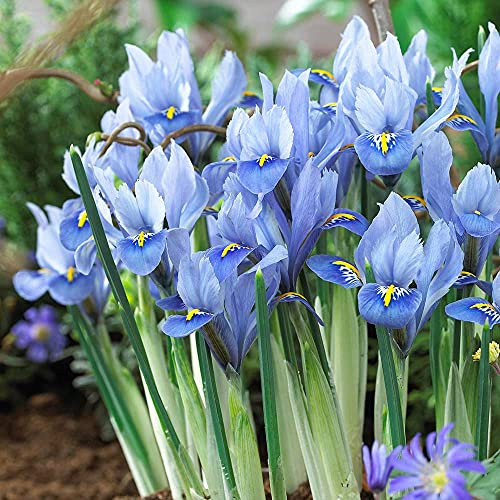 Bulbi iris,Bouquet di fiori carini che ondeggiano al vento,a e a-1,2bulbis