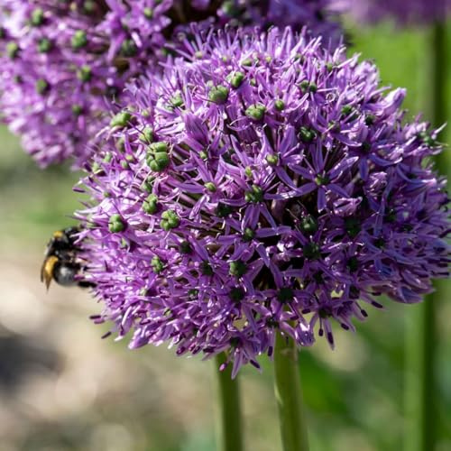 Plant in a Box - Allium glödlampor 'Gladiator' - Kvantitet: 16 - Vitlök - lila - Blomlökar - Holländska lökar