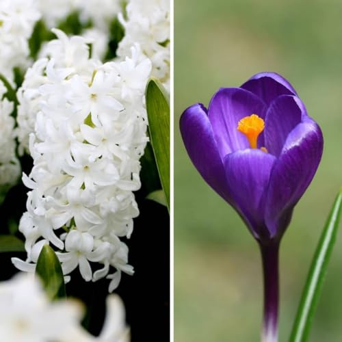 Bulbos de jacinto y azafrán - Principios de primavera - 30 bulbos de flores - mezcla de blanco y morado, fragantes, floración temprana, resistentes al invierno - directamente del cultivador -