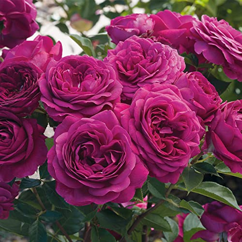 Heirloom Floribunda Roses, Live Own Root Plant for Outdoor Garden, Celestial Night™, Moderately Fragrant, Hardiness Zones: 5-9, Continual Blooming