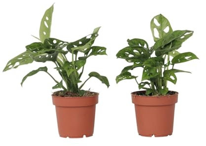 Plant in a Box - Monstera adansonii 'Masque de Singe' - Set de 2 - Plante interieur - Monstera gruyère - Pot 12cm - Hauteur 60-70cm