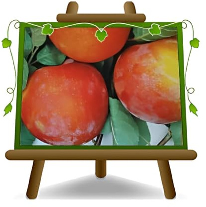 EURO PLANTS VIVAI Prunier Géant d'automne plante fruitière en pot 20 cm hauteur 150~170 cm - Âge 2 ans