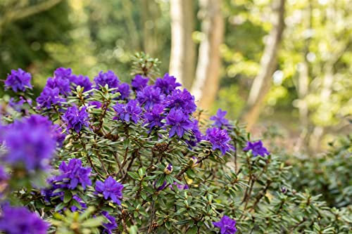 Rhododendron impeditum 'Azurika' 20-25 cm - Zwerg-Rhododendron, violette Blüten, Blütezeit April-Mai, ideal für Kübel, winterhart, pflegeleicht